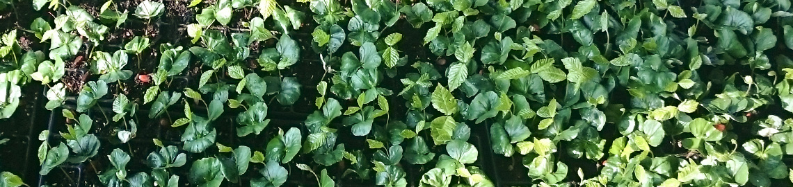 Rearing of own forestry plants