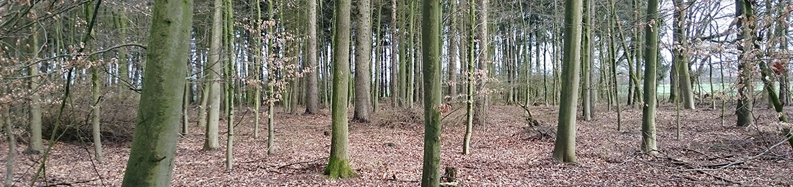 Eigener Wald